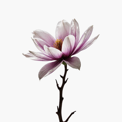 Magnolia