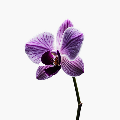 Orchid