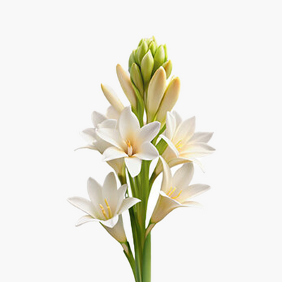 Tuberose