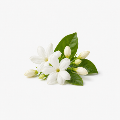 Jasmine