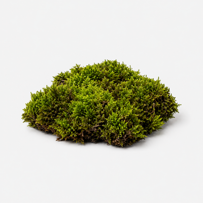 Moss